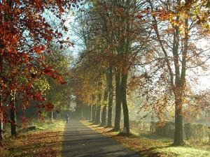 Drive_in_the_Autumn___landscape.JPG300x225_Q90